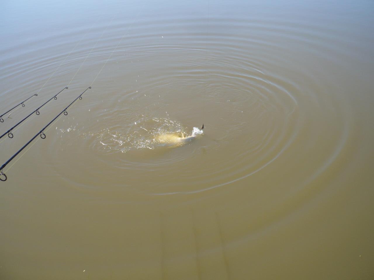 Magura 9 - 08.MAI.2014 - p1020356.JPG